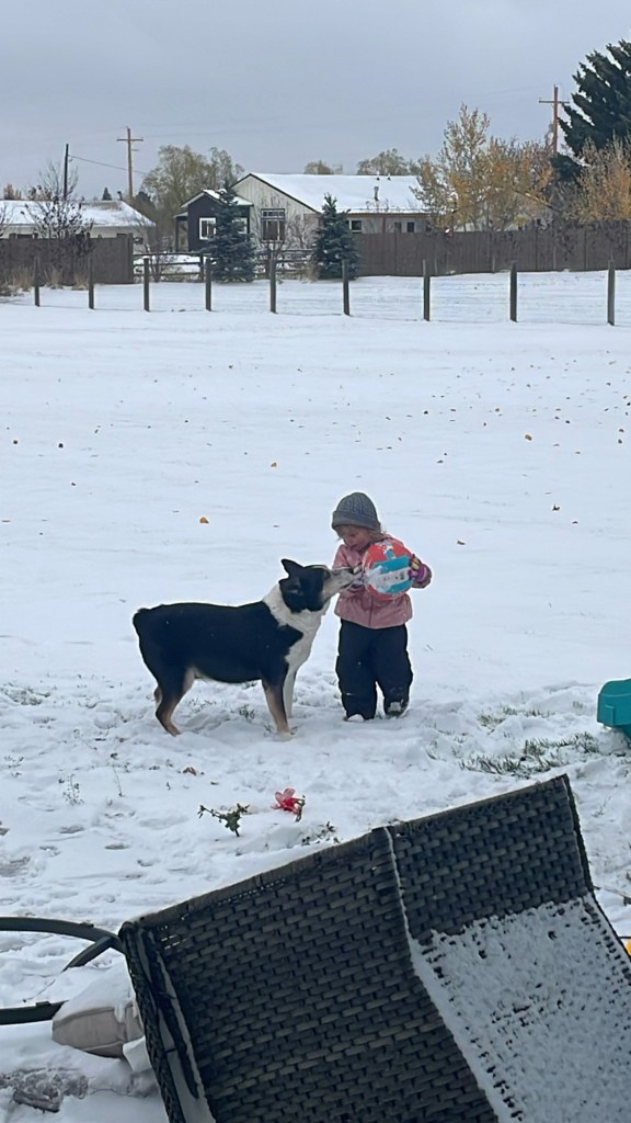 A joyful moment as a young child wearing a pink jacket and hat is about to hug a large black and white dog in a snowy yard surrounded by wooden fences and distant buildings.
