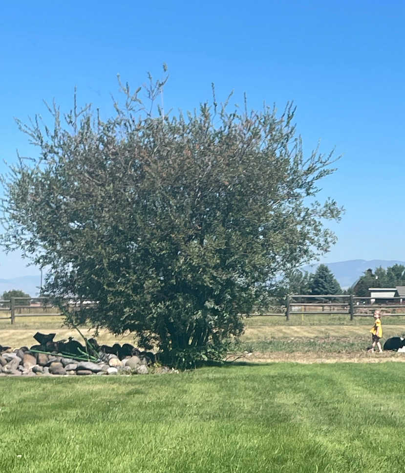 The image depicts a sunny rural scene, featuring a child walking through a green field near a large, densely-leaved tree. Under the shade of the tree, a pile of large rocks. The background includes clear blue skies and distant mountains, adding to the serene, pastoral setting.